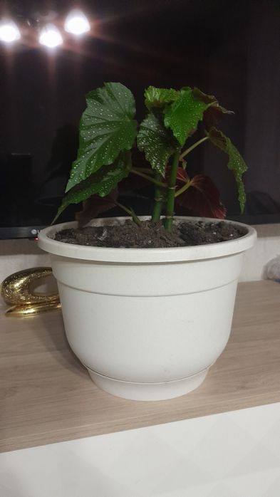Продам цветок бегония