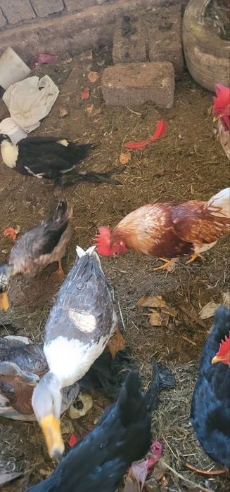 Srochna sotiladi Damashni xo'rozla donasi 130000 min soni 4 ta