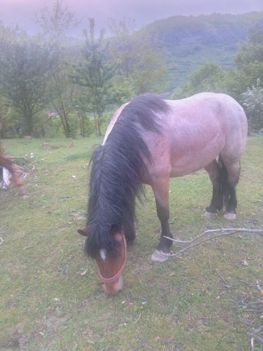 Armasar pentru monta