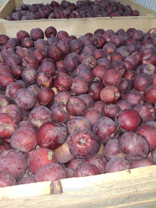 Mere de consum de vanzare .