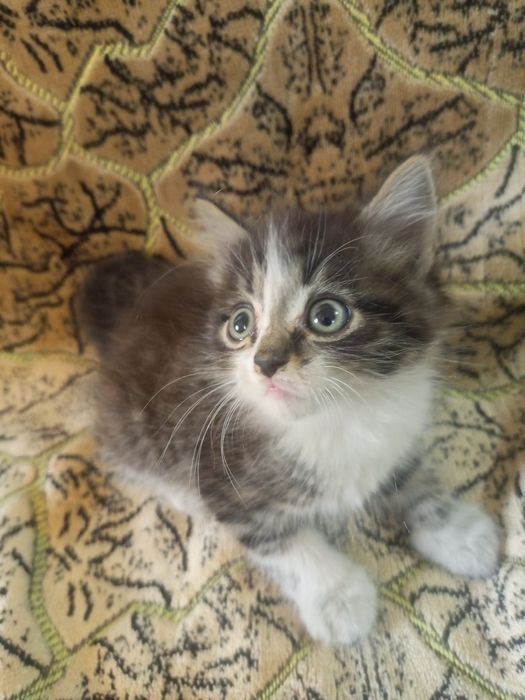 Котята ищут добрые руки