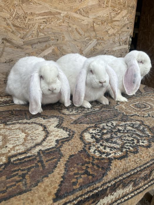 Iepuri berbec german