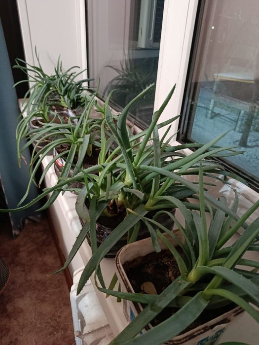 Аллое народное лечебное