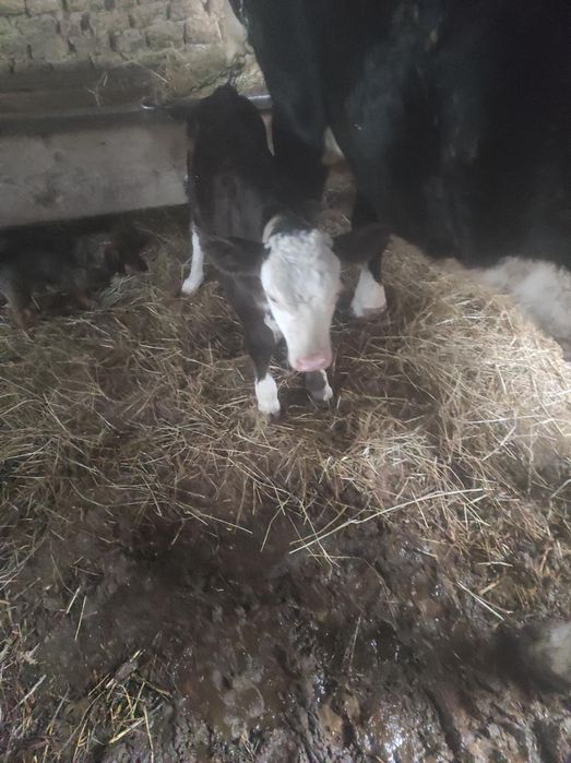 Vand vițel de 2 săptămâni