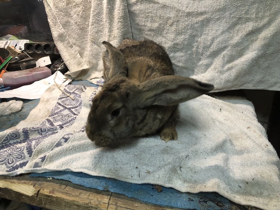 Vand O pereche de iepuri urias german