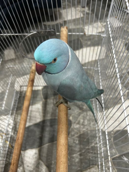 Papagal micul Alexandru