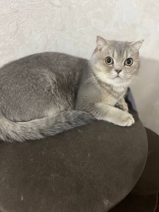 Serebritsa shinshila mushugi sotiladi sogʻlom lotoq biladi