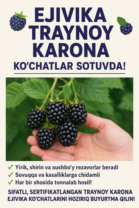 Ejivikani Americanskiy sorti shirin tashishga chidamli xosildorligi N1