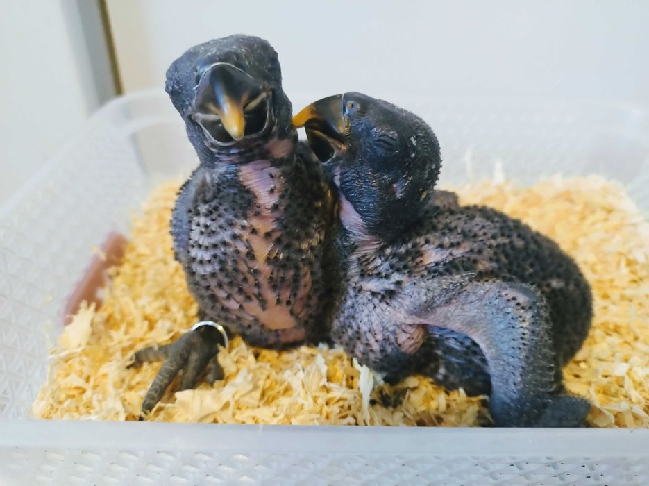 Папагали Еклектус