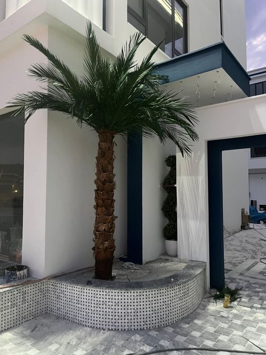 Изкуствена палма