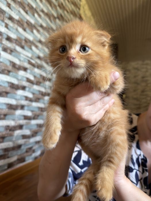 Скоттиш фолд котят