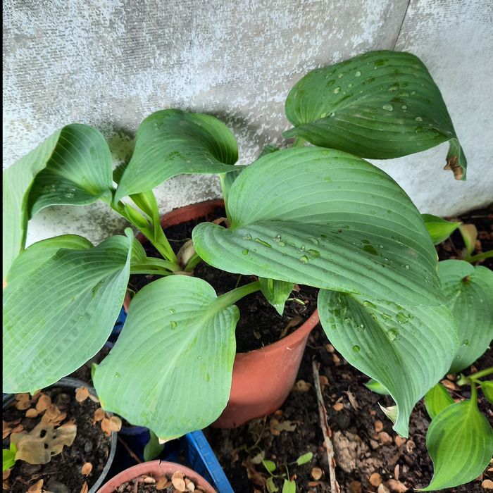 Продам рассаду Хосты четыре  вида