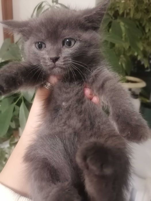 Отдадим котёнка девочку