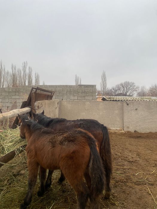 Жабағылар сатылады