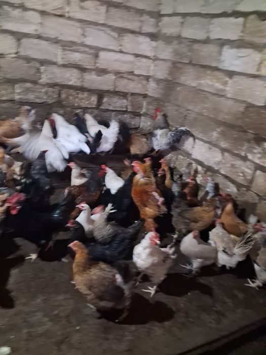 Продам молодых  кур