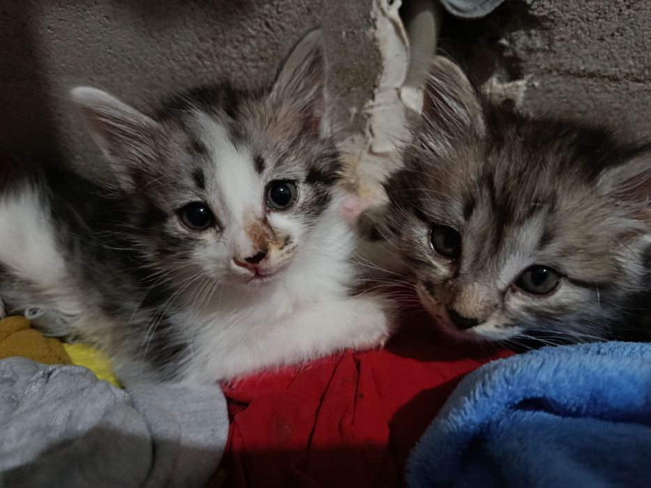 котятки в добрые руки