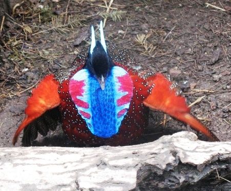 Палаванский павлинный фазан, тухум сотилмиди