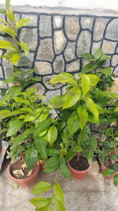 Продавам лимоново  дръвче"био"