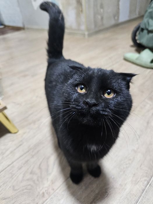 Вислоухая кошка! Читайте объявление!В ДОБРЫЕ Руки!