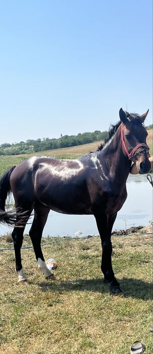 Schimb cu oi sau capre