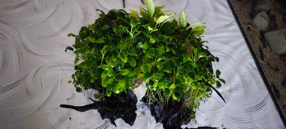 Аквариум 100L + външен филтър SunSun + Anubias + Tylomelania