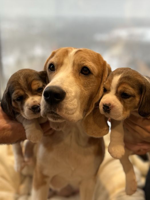 Бигль щенки с родословной