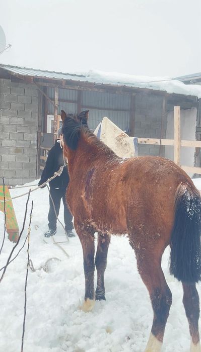 Продам жеребца 2 года