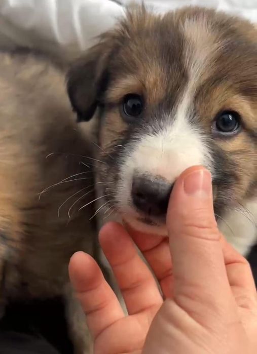 Щенки , бесплатно