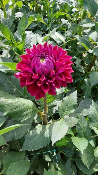 Продам Корни Георгинов  сорт Торнадо