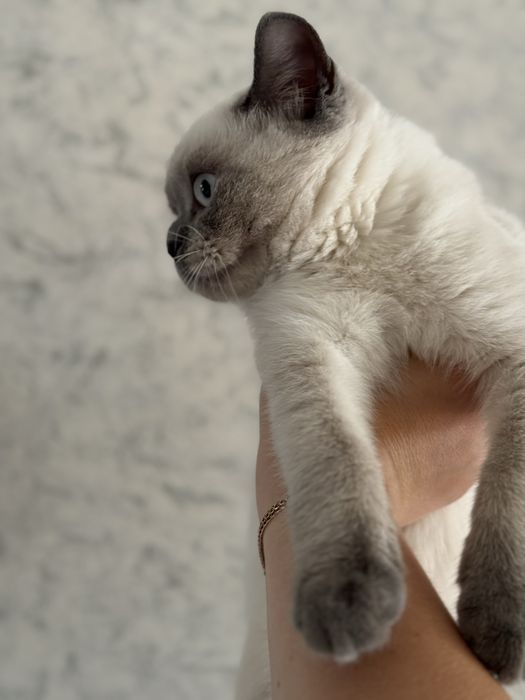 Котёнок бесплатно