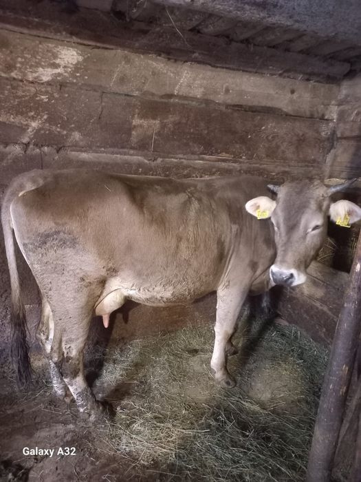 Vand vaccă Brună de Maramures