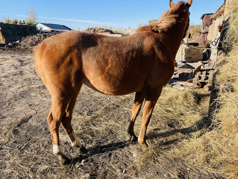 Продается Чистокровный