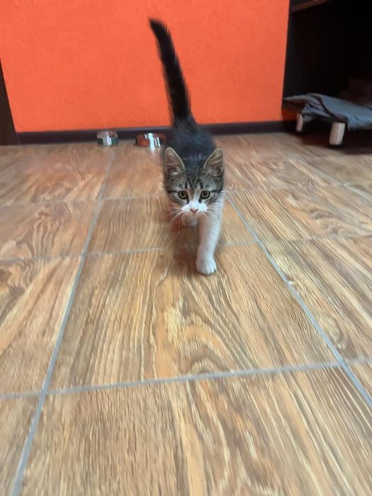 Отдам котёнка в хорошие руки.