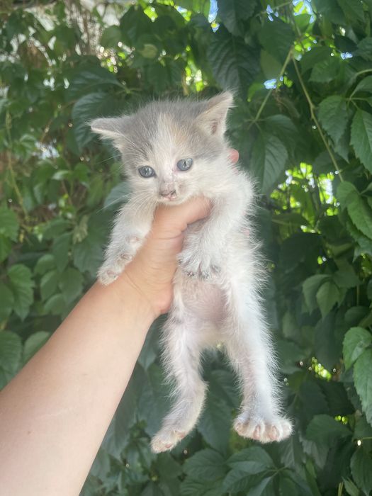 Отдам даром котенка