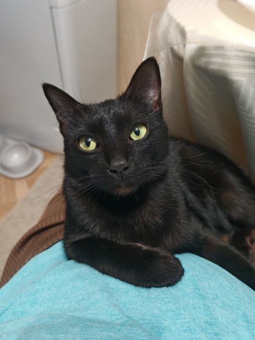 Молодой кот ищет дом!