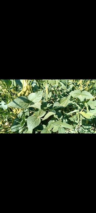 соя тұқымы сатылады