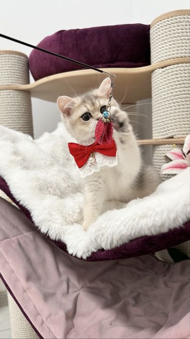 British Shorthair Chinchilla Blue Golden -  Fetita cu certificat pedigree