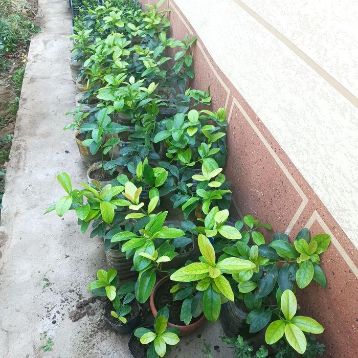 Калина блестящая