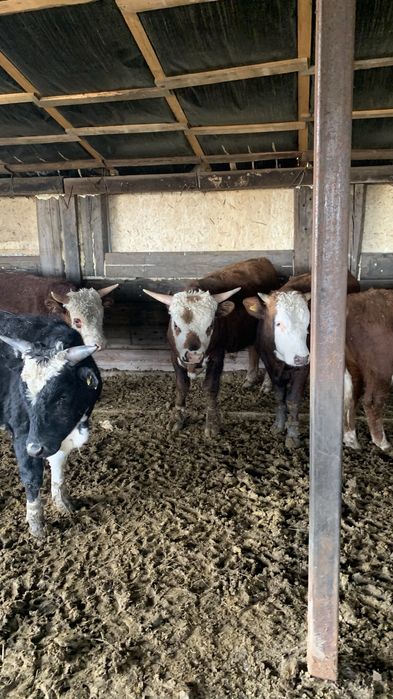 Продам Бычков с откорма 40 голов