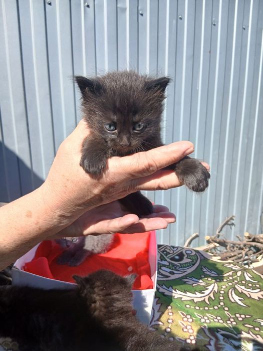 Котята.  Породистые бесплатно