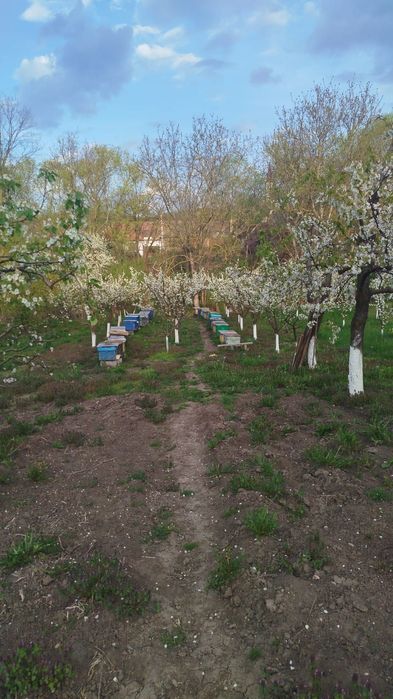 Roiuri si familii de albine