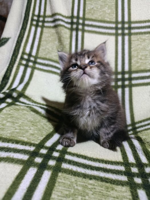 Готовы к продаже котята Мейн-кун