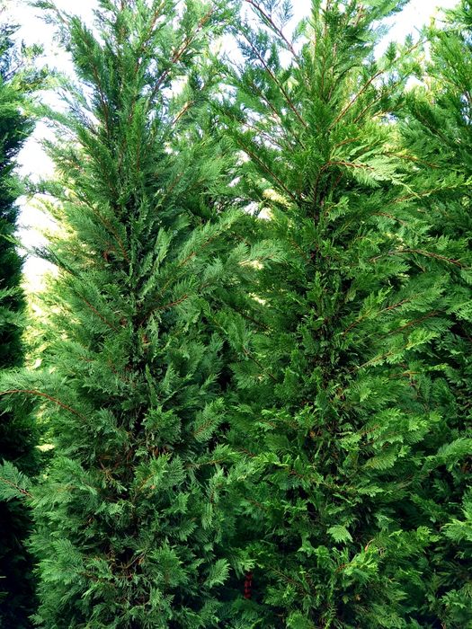 Leylandii 4,5 - 5m , tuia mare, gard viu, perdea verde naturală.