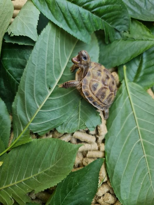 Черепашки Toshbaqalar