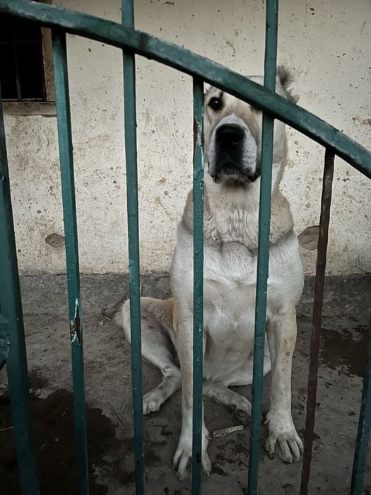 Алабай үрғашы 1 жастс