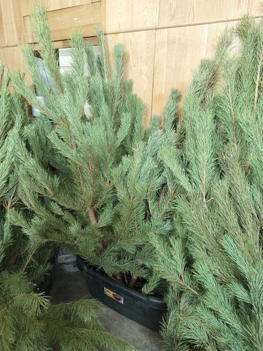 Живые сосны, сосна, много