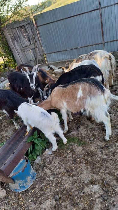 Capre de vanzare si iezii