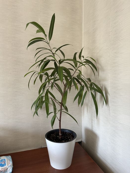 Фикус Али Биннендийка