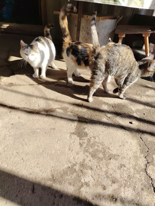 В добрые руки кошечки