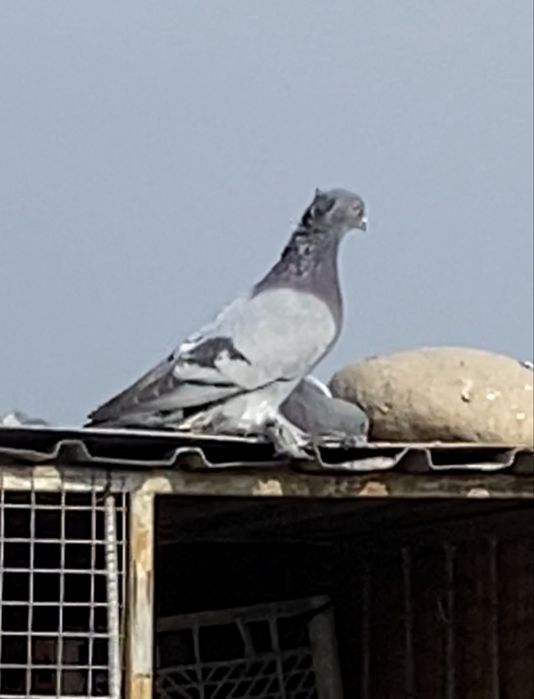 Голуби капканка            .